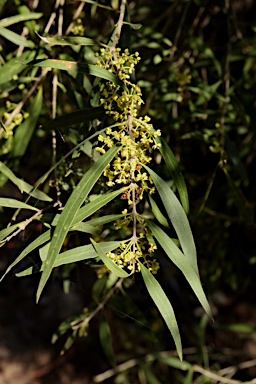 APII jpeg image of Notelaea microcarpa var. microcarpa  © contact APII