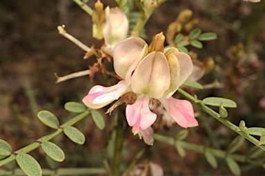 APII jpeg image of Indigofera adesmiifolia  © contact APII