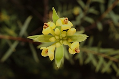 APII jpeg image of Pimelea neo-anglica  © contact APII