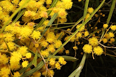 APII jpeg image of Acacia neriifolia  © contact APII