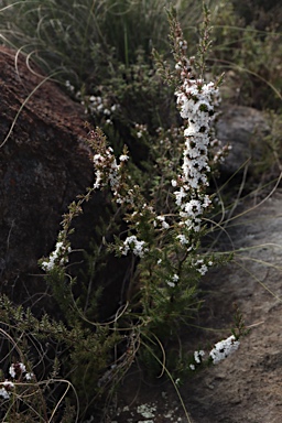 APII jpeg image of Leucopogon attenuatus  © contact APII