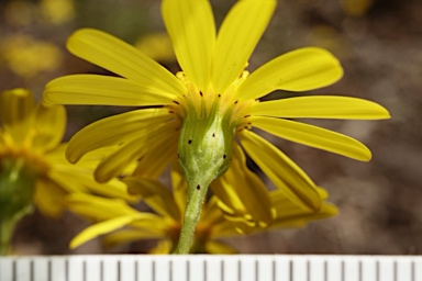 APII jpeg image of Senecio pinnatifolius var. pinnatifolius  © contact APII