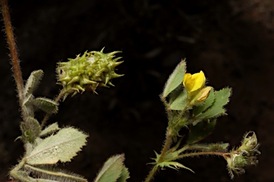 APII jpeg image of Medicago truncatula  © contact APII