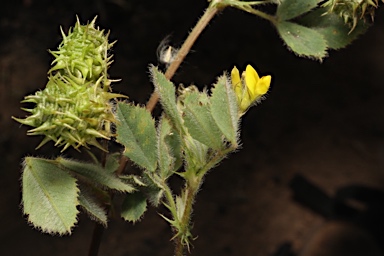 APII jpeg image of Medicago truncatula  © contact APII