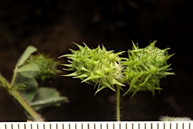 APII jpeg image of Medicago truncatula  © contact APII