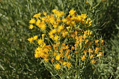 APII jpeg image of Senecio cunninghamii var. cunninghamii  © contact APII