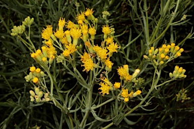 APII jpeg image of Senecio cunninghamii var. cunninghamii  © contact APII