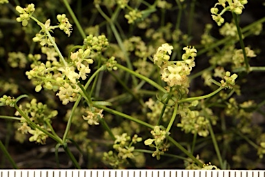 APII jpeg image of Asperula gemella  © contact APII