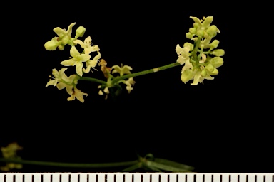 APII jpeg image of Asperula gemella  © contact APII