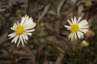 APII jpeg image of Brachyscome paludicola  © contact APII