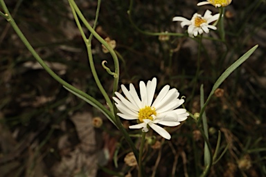 APII jpeg image of Brachyscome paludicola  © contact APII