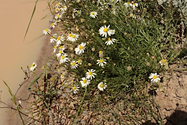APII jpeg image of Brachyscome smithwhitei  © contact APII