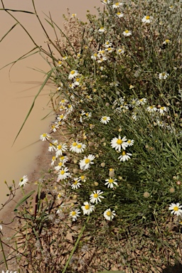 APII jpeg image of Brachyscome smithwhitei  © contact APII