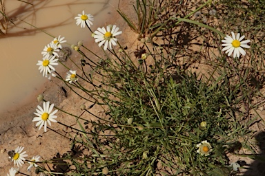 APII jpeg image of Brachyscome smithwhitei  © contact APII
