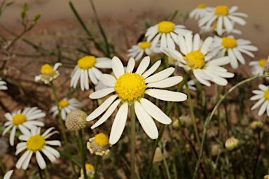 APII jpeg image of Brachyscome smithwhitei  © contact APII