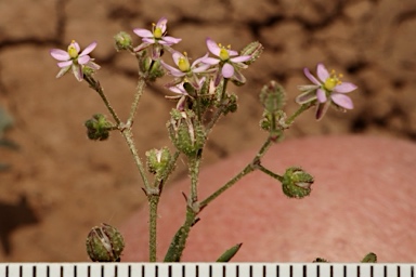 APII jpeg image of Spergularia diandra  © contact APII