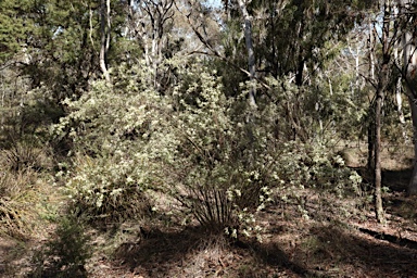 APII jpeg image of Olearia viscidula  © contact APII