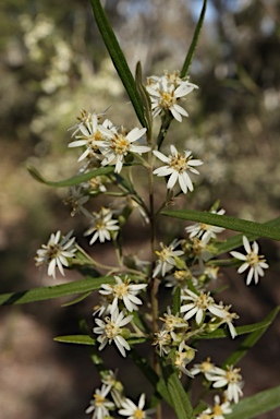 APII jpeg image of Olearia viscidula  © contact APII