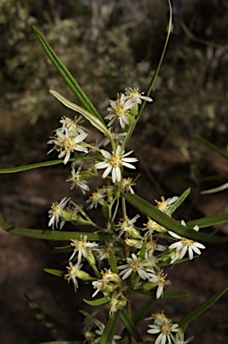 APII jpeg image of Olearia viscidula  © contact APII