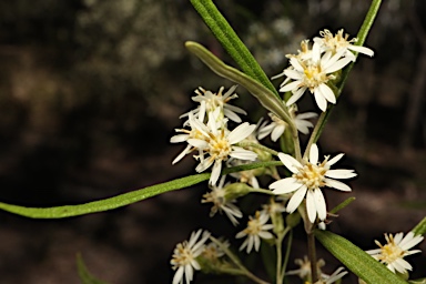 APII jpeg image of Olearia viscidula  © contact APII