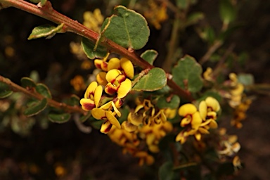 APII jpeg image of Daviesia buxifolia  © contact APII