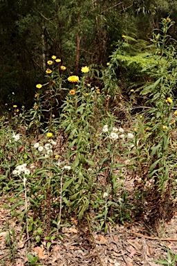 APII jpeg image of Xerochrysum bracteatum  © contact APII