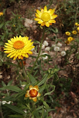 APII jpeg image of Xerochrysum bracteatum  © contact APII