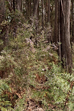 APII jpeg image of Prostanthera incisa  © contact APII