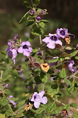 APII jpeg image of Prostanthera incisa  © contact APII