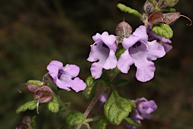 APII jpeg image of Prostanthera incisa  © contact APII