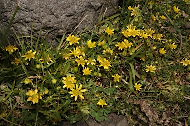 APII jpeg image of Ranunculus diminutus  © contact APII
