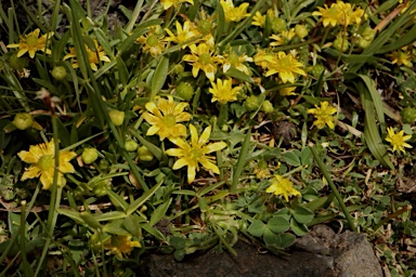 APII jpeg image of Ranunculus diminutus  © contact APII
