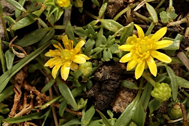 APII jpeg image of Ranunculus diminutus  © contact APII