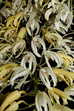 APII jpeg image of Dendrobium speciosum subsp. grandiflorum  © contact APII