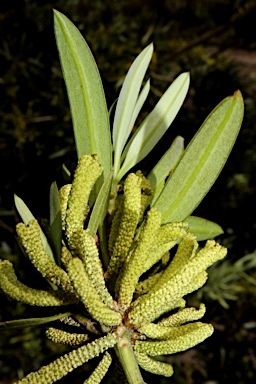 APII jpeg image of Podocarpus elatus  © contact APII
