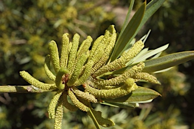 APII jpeg image of Podocarpus elatus  © contact APII