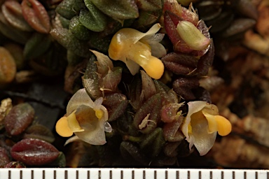 APII jpeg image of Dockrillia toressae  © contact APII