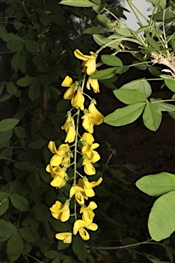 APII jpeg image of Laburnum anagyroides  © contact APII
