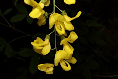 APII jpeg image of Laburnum anagyroides  © contact APII