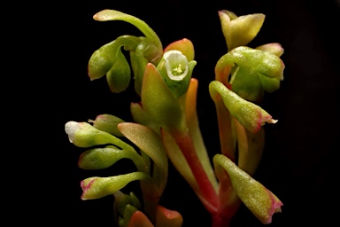 APII jpeg image of Montia fontana subsp. chondrosperma  © contact APII