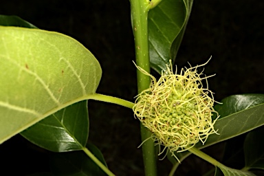 APII jpeg image of Maclura pomifera  © contact APII