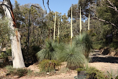 APII jpeg image of Xanthorrhoea glauca  © contact APII