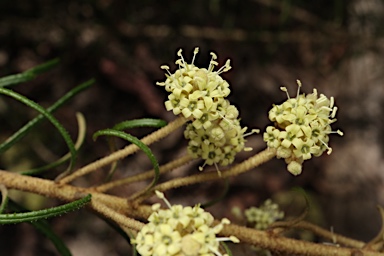 APII jpeg image of Astrotricha sp. Wallagaraugh River (R.O.Makinson 1228)  © contact APII