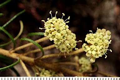APII jpeg image of Astrotricha sp. Wallagaraugh River (R.O.Makinson 1228)  © contact APII