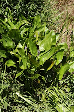 APII jpeg image of Pontederia cordata  © contact APII