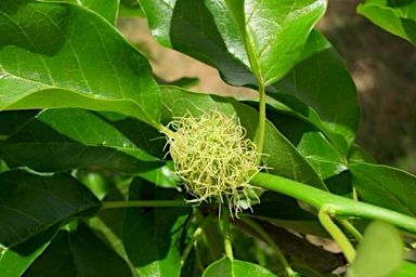 APII jpeg image of Maclura pomifera  © contact APII