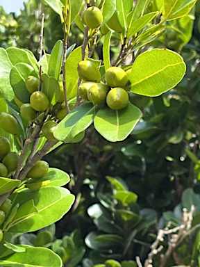 APII jpeg image of Ochrosia elliptica  © contact APII