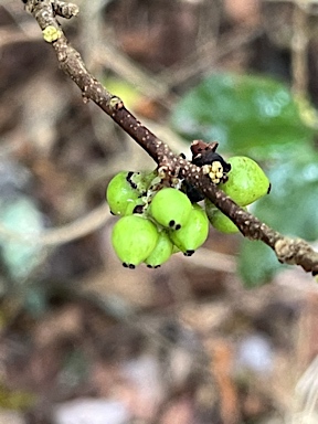 APII jpeg image of Xylosma maidenii  © contact APII