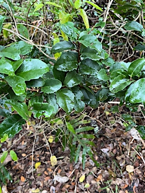 APII jpeg image of Xylosma maidenii  © contact APII