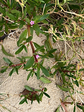 APII jpeg image of Sesuvium portulacastrum subsp. portulacastrum  © contact APII